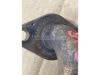 VOLKSWAGEN TOURAN - 2004 - 038131521BQ - egr cső