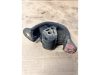 OPEL VECTRA,  VECTRA A,  ASTRA,  ASTRA F - 1994 - 90473846 - felfüggesztés, motor
