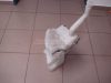 SMART FORFOUR - 2005 - A4548600160 - ablakmosó tartály